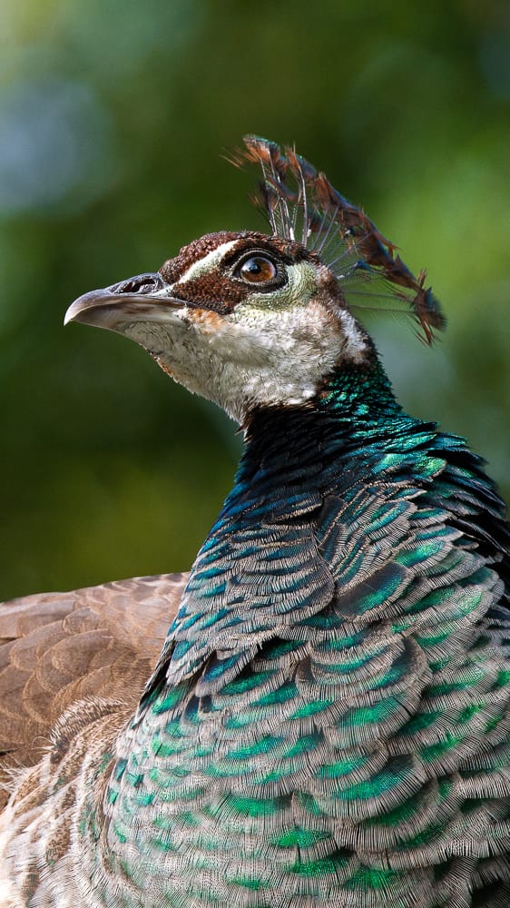 Peahen