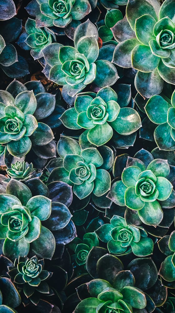 Encheveria Succulents