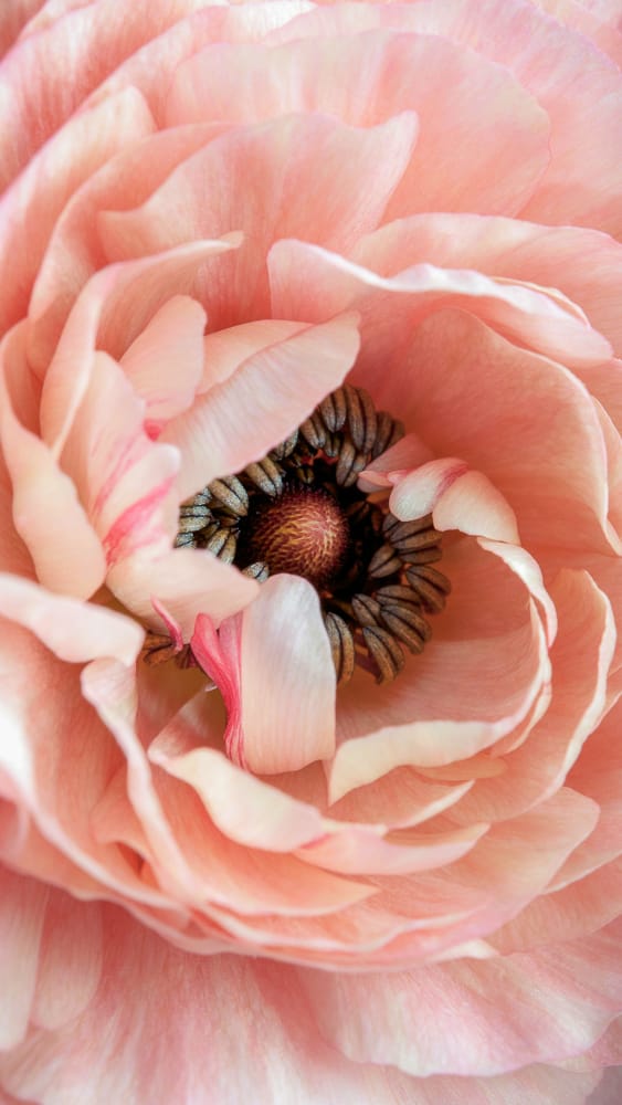 Ranunculus Flower