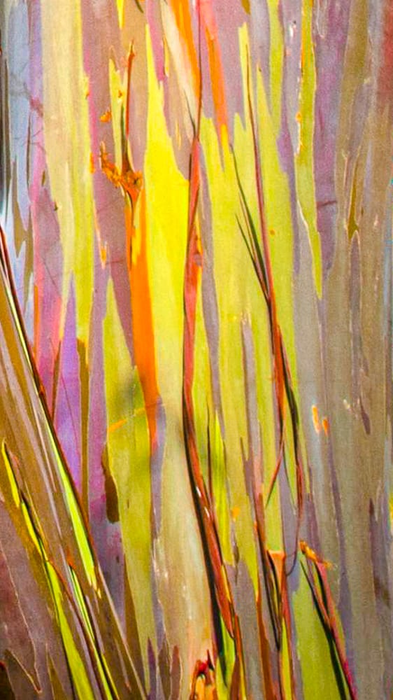 Rainbow Eucalyptus: Living Masterpiece