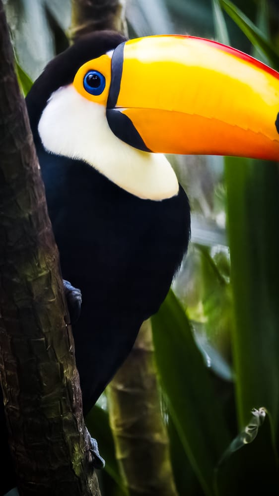 Toucan