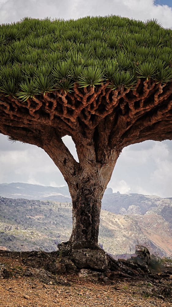 Socotra Dragon Tree