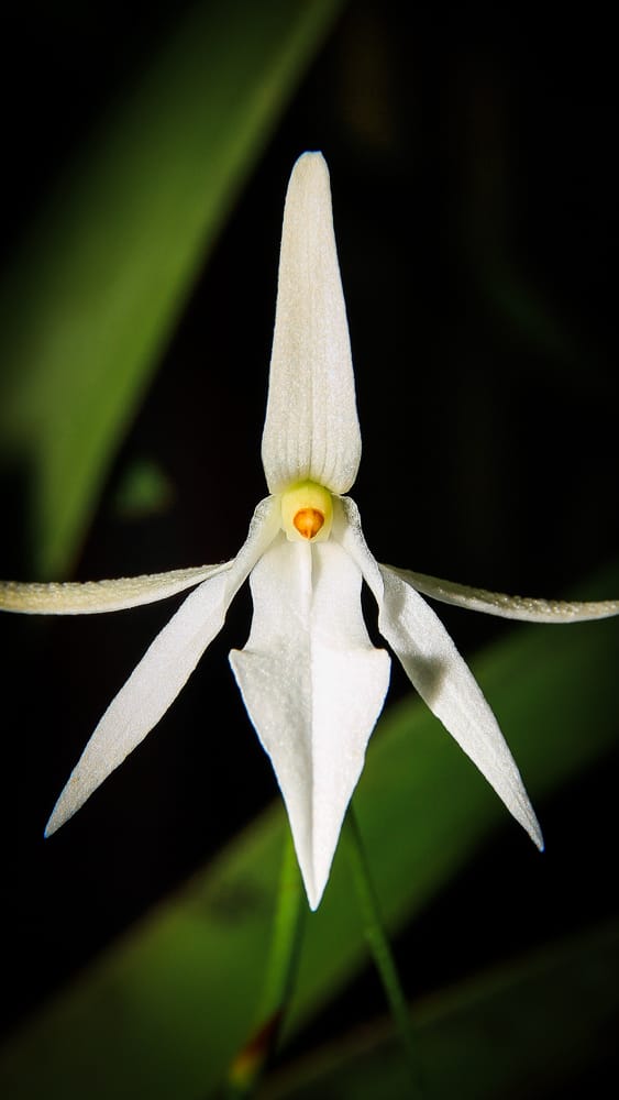 
                Ghost Orchid: Fungi Family
            